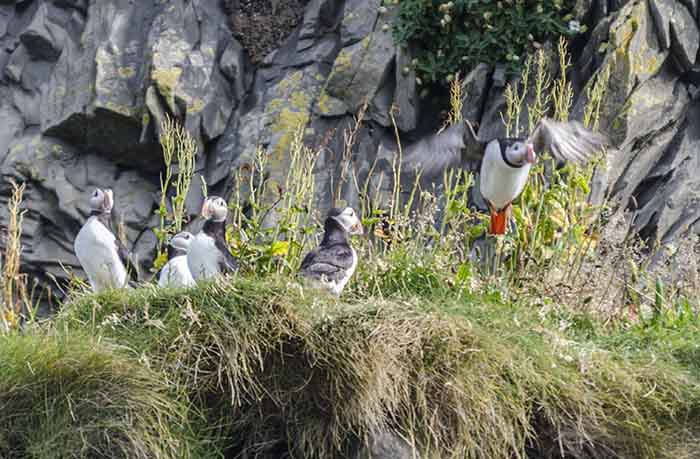 Frailecillo o Puffin - reserva natural de Dyrhólaey - Islandia 4.jpg